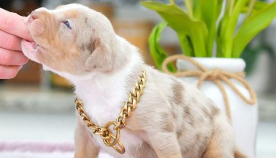 merle pitbull what breeds make a merle