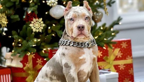 merle pitbull what is the rarest type of pitbull