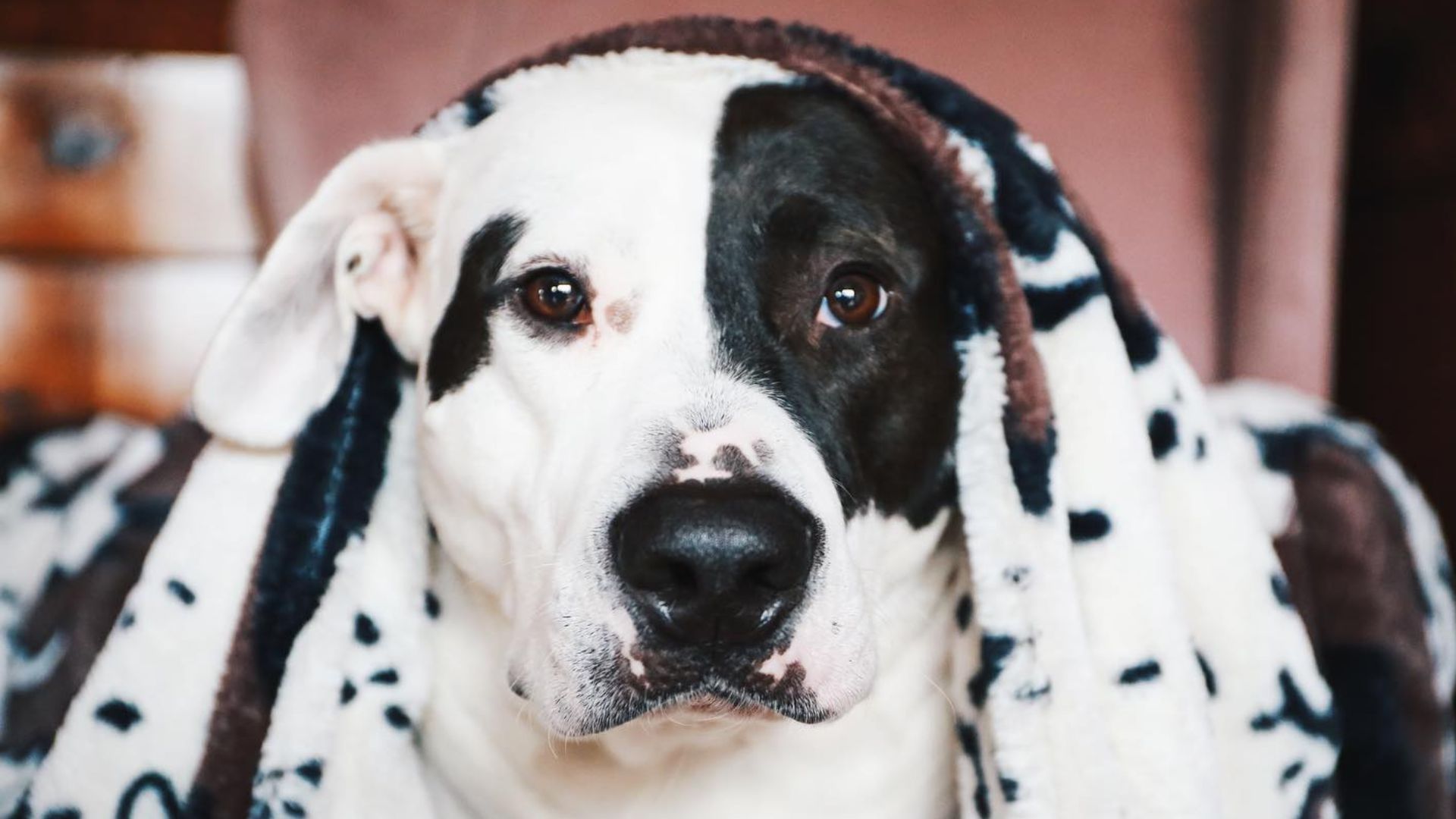 great dane pitbull mix white