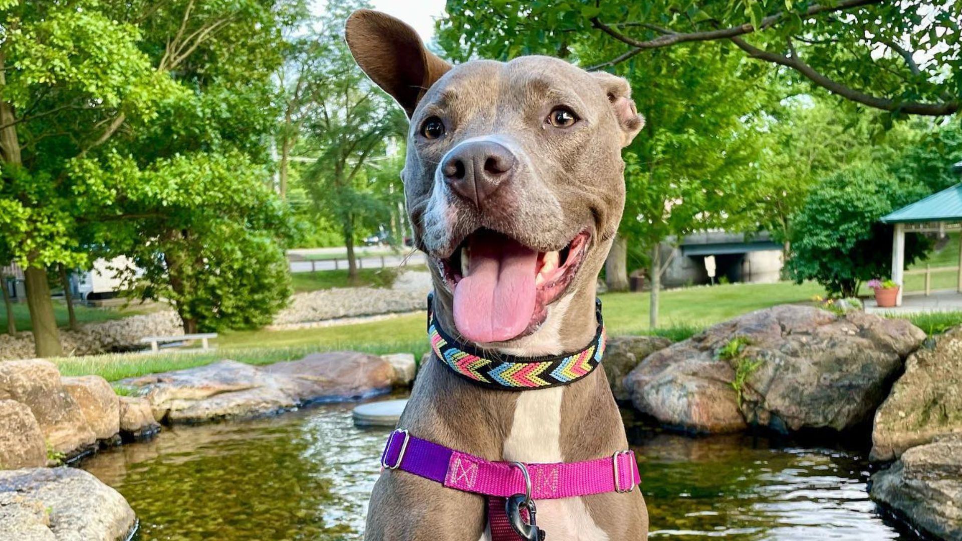 grey pitbull