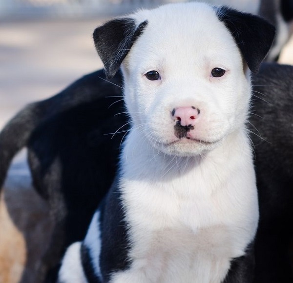 Pitbull Mixed With Akita Puppies Prices Training And Health