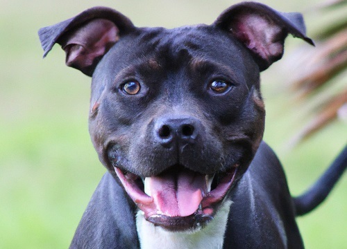 Black Tri Color Pitbull