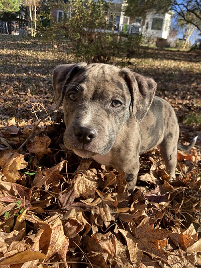 Catahoula Leopard Dog Mixed With Pitbull: Puppies & Prices