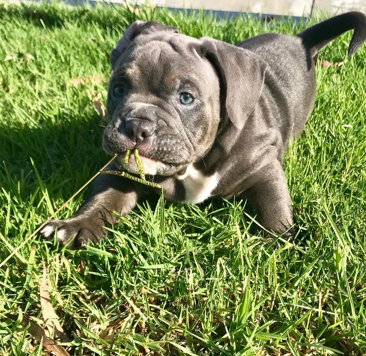 English Bulldog Mixed Pitbull: Puppies, Pictures and Price!