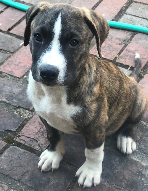 Great Pyrenees Mixed With Pitbull: Puppy, Price, Temperament