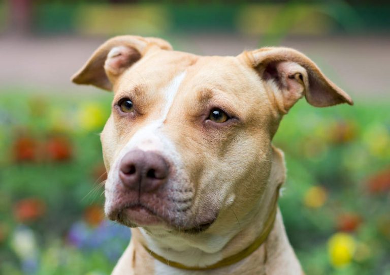 Jack Russell Terrier Pitbull Mix: Puppies, Temperament & MORE