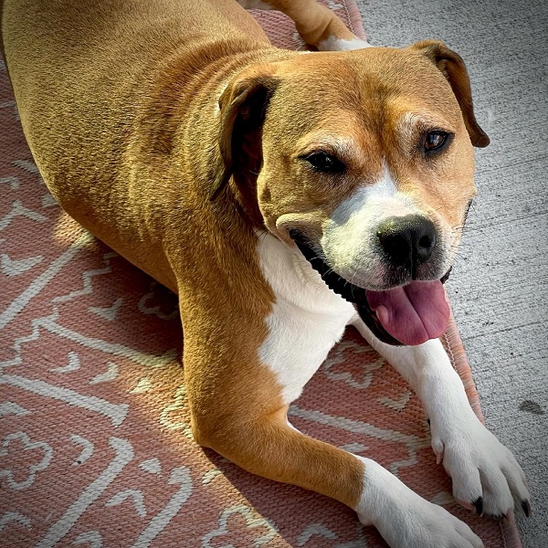 Beagle Pitbull Mix Puppies, Size, Pictures and More!