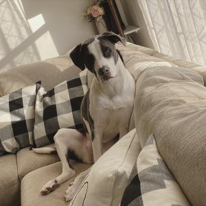 Pitbull mixed with Great Pyrenees