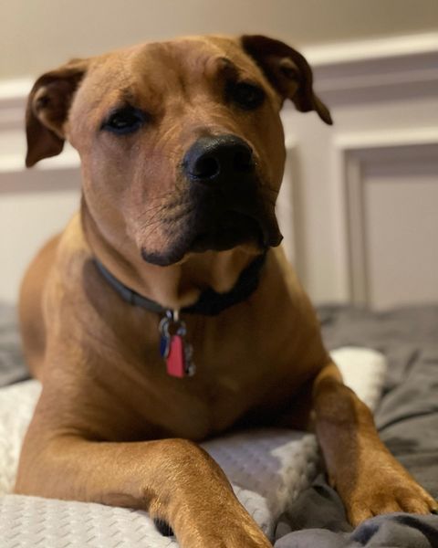 Rhodesian Ridgeback Mixed With Pitbull: Puppy, Price, Pictures