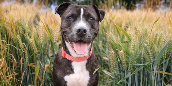 Different Types of Pit Bulls | What Breed is a Pitbull?