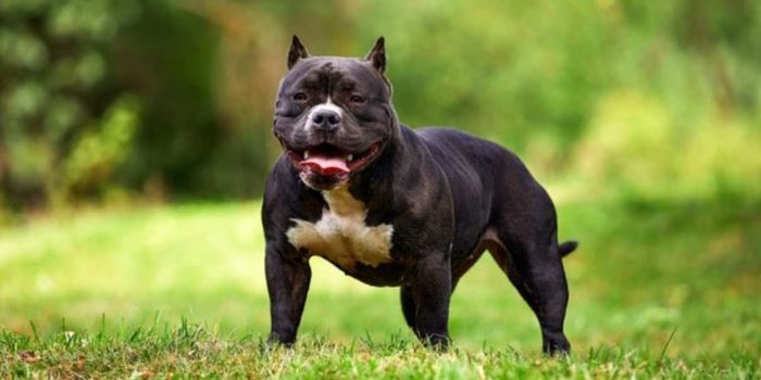 american bully types