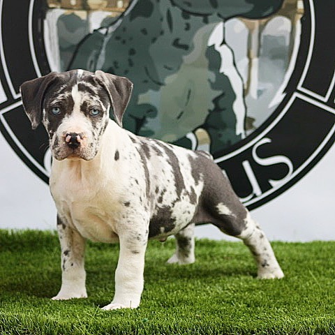 Blue merle clearance pit