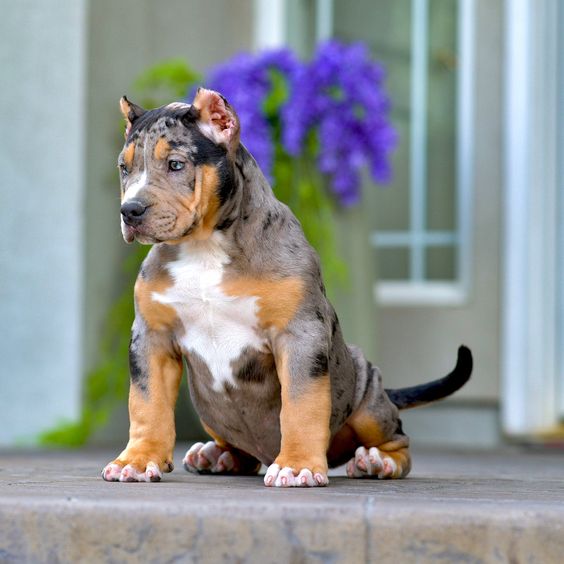 Blue Merle Pitbull Price