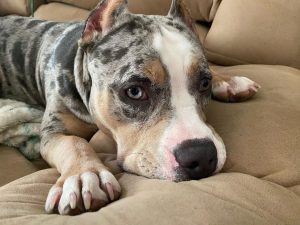 blue nose merle pitbull