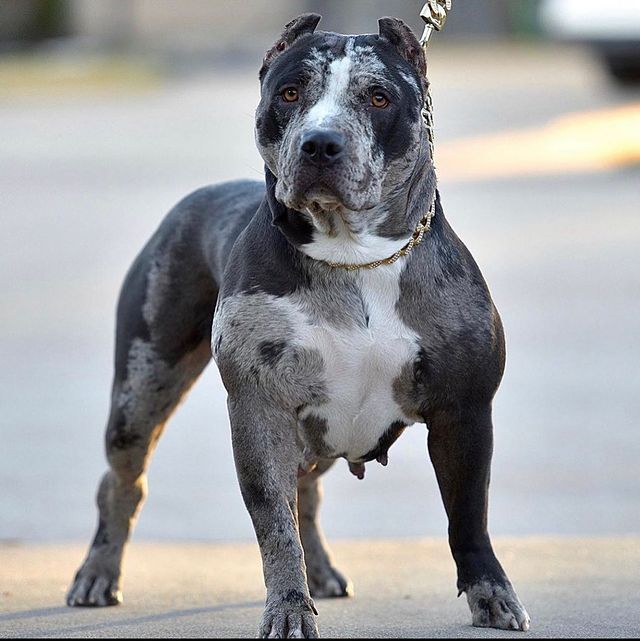 Rare Pitbull Bloodlines