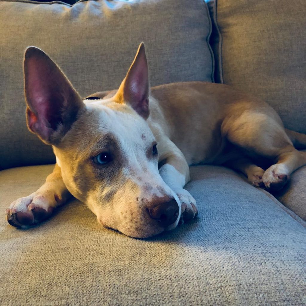 Pitbull Mix Puppies, Pictures, Price & Temperament