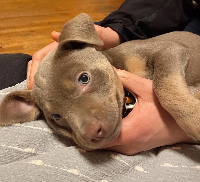 Doberman and Pitbull Mix Puppies, Pictures & Temperament