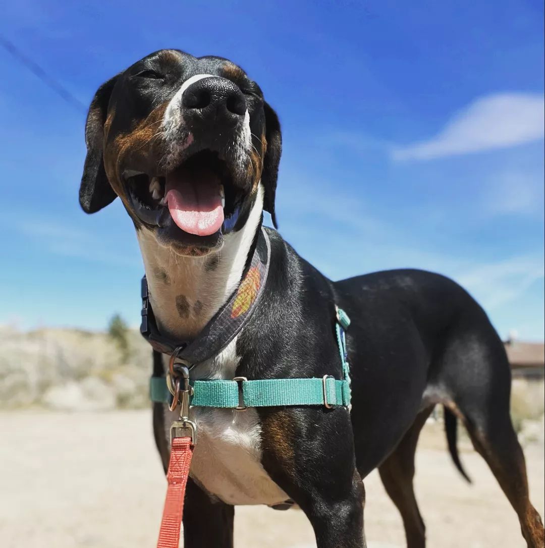Doberman and Pitbull Mix Puppies, Pictures & Temperament