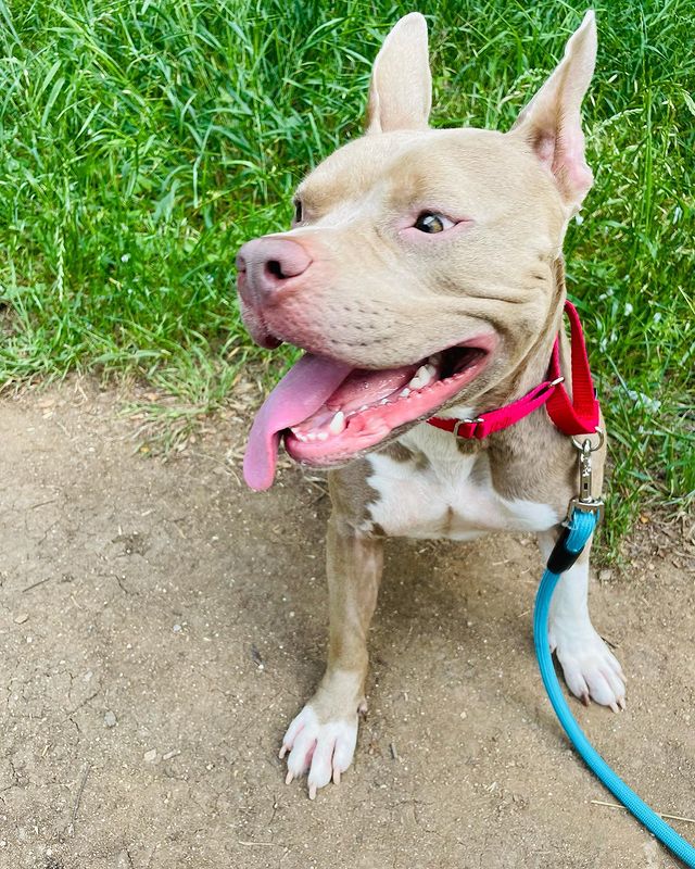 Pitbull Mixed With French Bulldog: Puppy, Price, Temperament