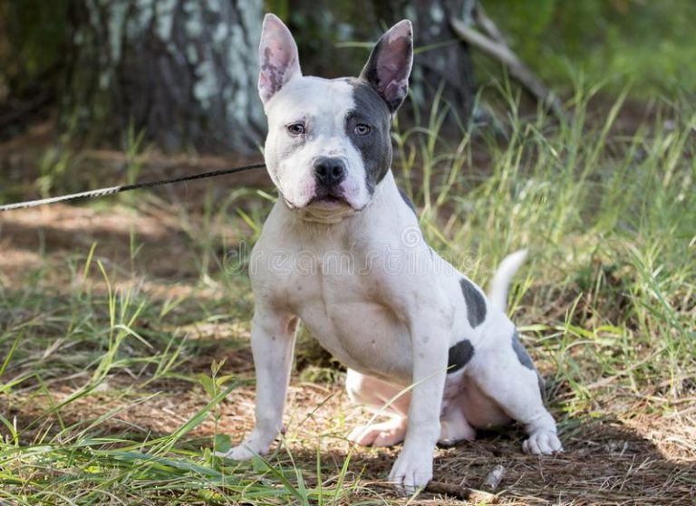 Pitbull Mixed With French Bulldog Puppy, Price, Temperament