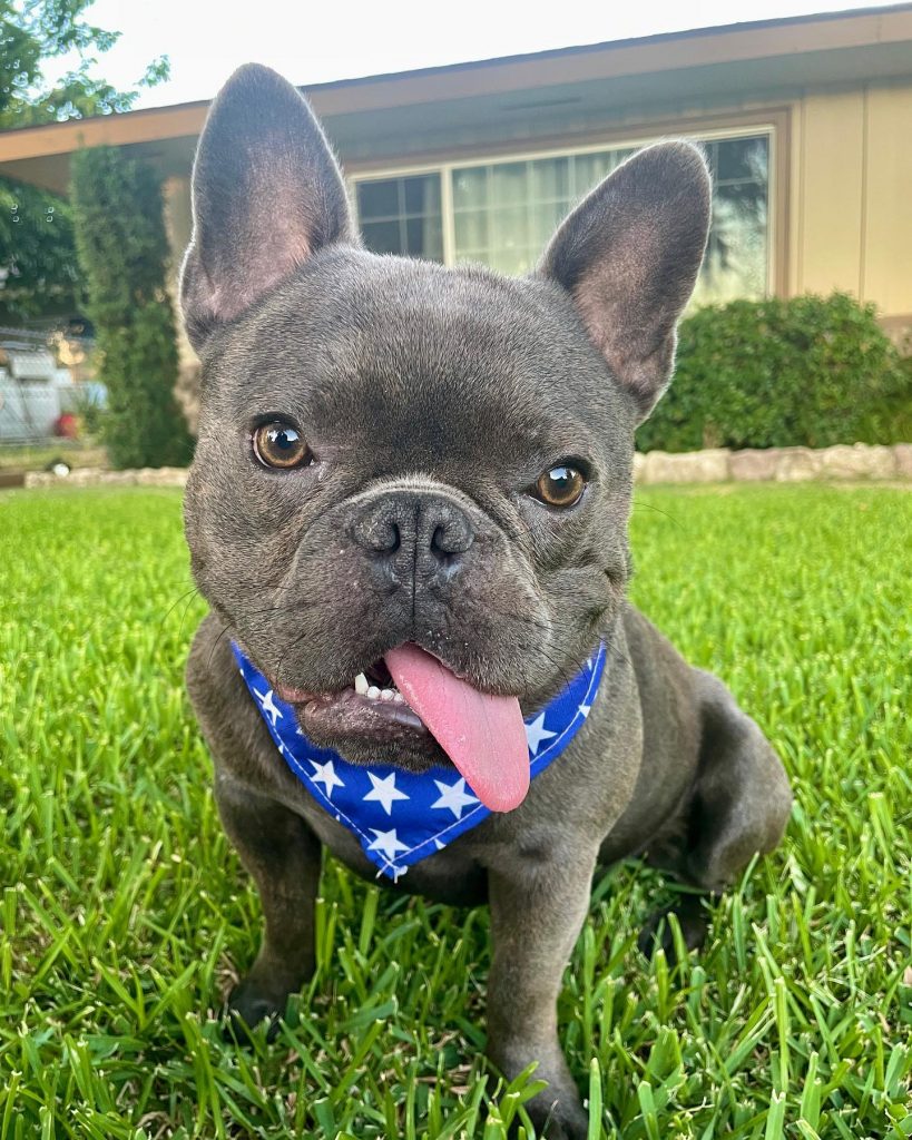 Pitbull Mixed With French Bulldog: Puppy, Price, Temperament