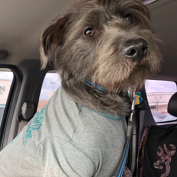 Puppies for Sale in USA - detailed search - Puppyfinder.com