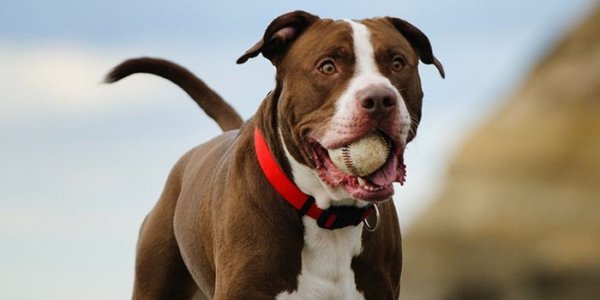 Different Types of Pit Bulls | What Breed is a Pitbull?