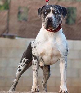 merle pit bull