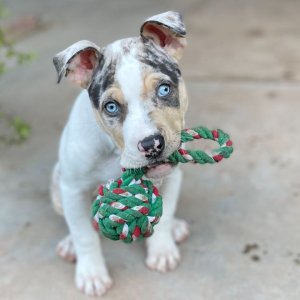 merle pitbull puppies