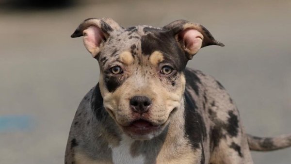 Pitbull Colors Guide: Rare Colored Pitbulls & Most Popular!