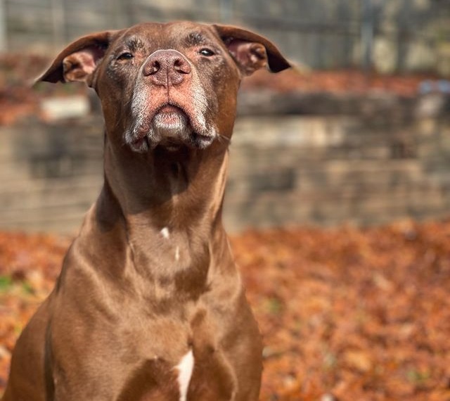 Doberman and Pitbull Mix Puppies, Pictures & Temperament