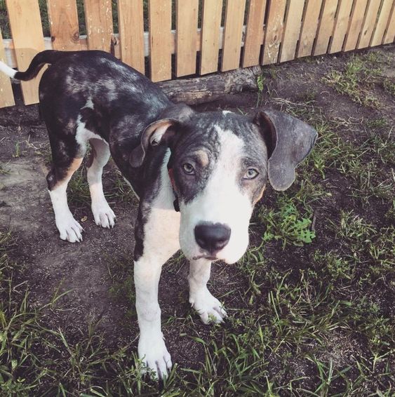 Great Dane and Pitbull Mix Puppies, Pictures, Temperament