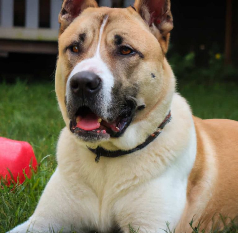 Pitbull Mixed With Akita: Puppies, Prices, Training & Health