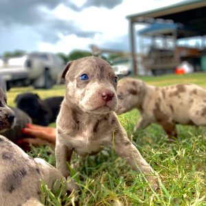 red merle pitbull