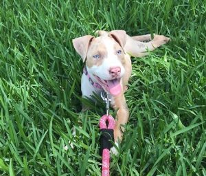 red nose merle pitbull