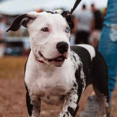 Black Ghost Tri Bully