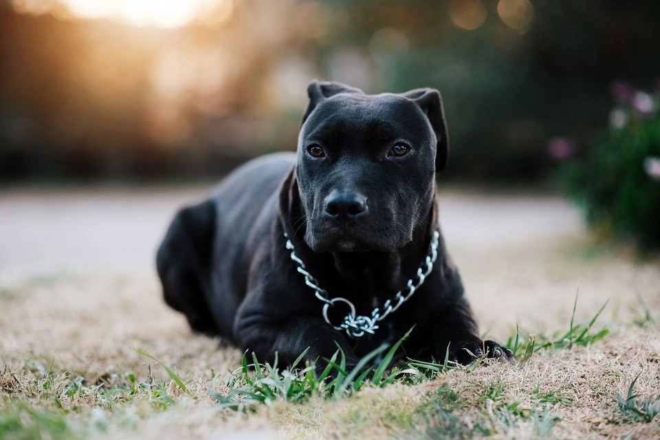 Black Pitbull