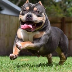 Tri-Color Bully: Lilac, Ghost, Blue, Chocolate And Puppies!