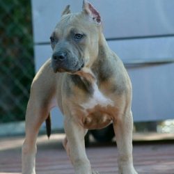 Tri-Color Bully: Lilac, Ghost, Blue, Chocolate And Puppies!