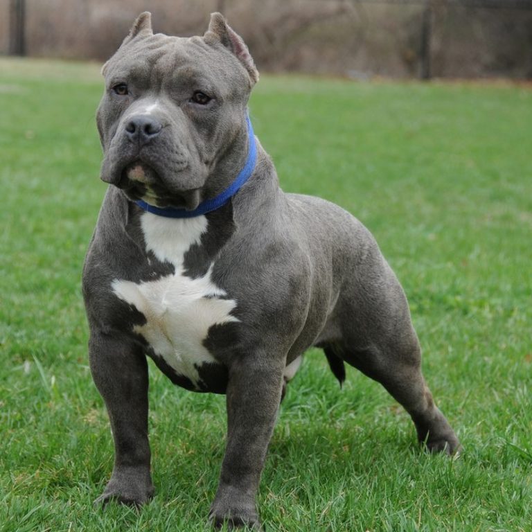 Tri-Color Bully: Lilac, Ghost, Blue, Chocolate and Puppies!