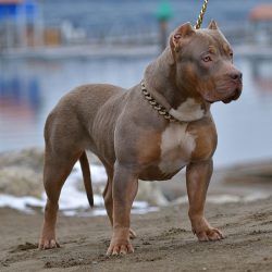 Tri-Color Bully: Lilac, Ghost, Blue, Chocolate And Puppies!