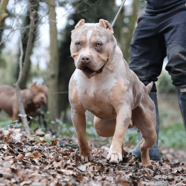 Tri Color Bully Lilac Ghost Blue Chocolate And Puppies