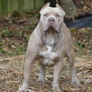 Tri-Color Bully: Lilac, Ghost, Blue, Chocolate and Puppies!