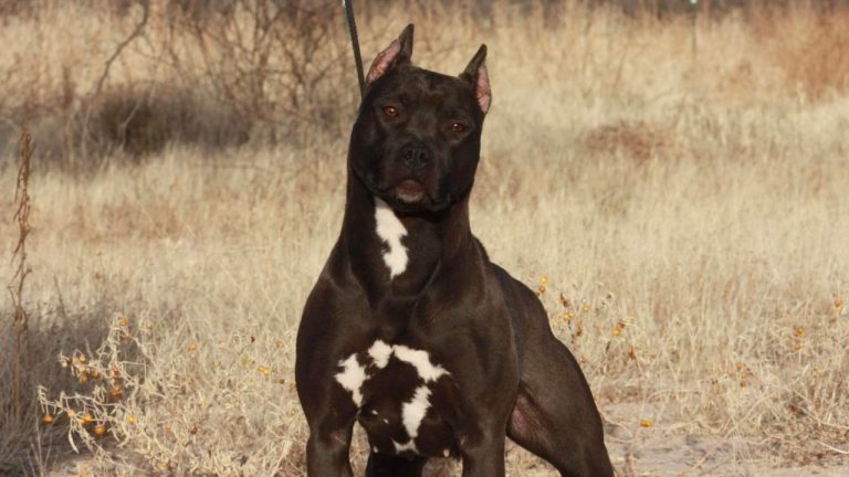 Pitbull Colors Guide: Rare Colored Pitbulls & Most Popular!