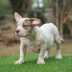 Tri-Color Bully: Lilac, Ghost, Blue, Chocolate And Puppies!