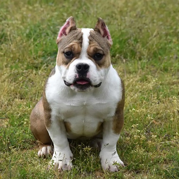 Sable Tri Bully