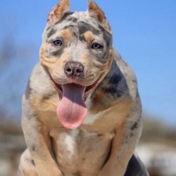 Tri-Color Bully: Lilac, Ghost, Blue, Chocolate And Puppies!