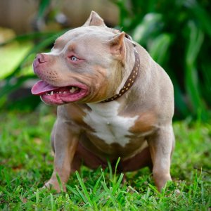 Tri-Color Bully: Lilac, Ghost, Blue, Chocolate and Puppies!