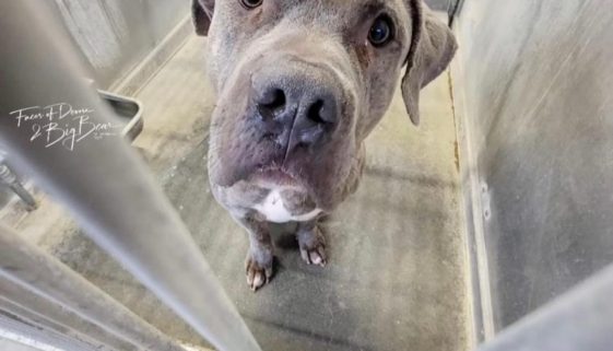 We sent over 3000 worth toys and treats to the