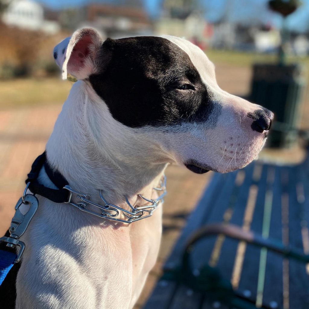 Black and White Pitbull Puppies, & More! (UPDATED)